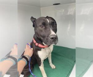 Mutt Dogs for adoption in Sanford, FL, USA