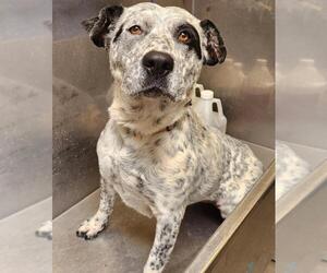 Mutt Dogs for adoption in Santa Barbara, CA, USA