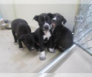 American Pit Bull Terrier-Unknown Mix Dogs for adoption in Temple, TX, USA