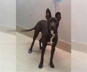 Labrador Retriever-Unknown Mix Dogs for adoption in Las Vegas, NV, USA