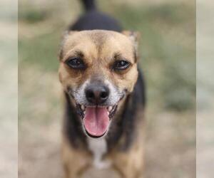 Chihuahua Dogs for adoption in San Antonio, TX, USA