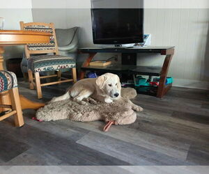 - Mix Dogs for adoption in Bountiful, UT, USA