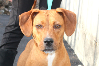 Redbone Coonhound Dogs for adoption in Salem, MA, USA