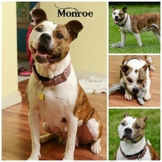 Chiweenie Dogs for adoption in Brownsboro, AL, USA