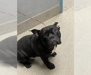American Staffordshire Terrier-Unknown Mix Dogs for adoption in Las Vegas, NV, USA