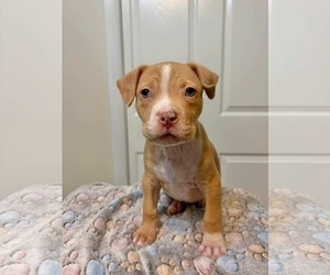 Mutt Dogs for adoption in Derwood, MD, USA