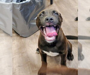 American Staffordshire Terrier-Labrador Retriever Mix Dogs for adoption in Aurora, IL, USA