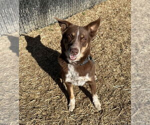 Mutt Dogs for adoption in Evansville, IN, USA