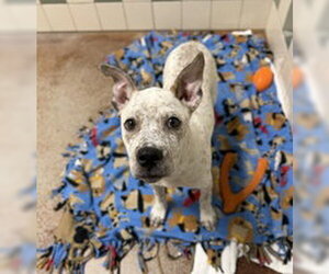American Pit Bull Terrier Dogs for adoption in Salinas, CA, USA