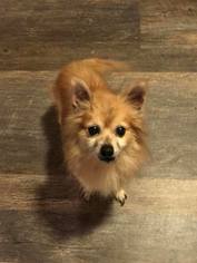 Medium Photo #1 Pomeranian-Unknown Mix Puppy For Sale in Harrisburg, PA, USA