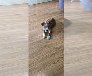 American Pit Bull Terrier-Great Pyrenees Mix Dogs for adoption in Evansville, IN, USA