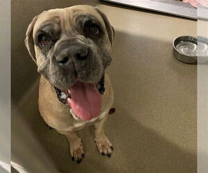 Mutt Dogs for adoption in Rancho Cucamonga, CA, USA