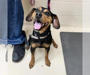 Beagle Dogs for adoption in Center Township, PA, USA
