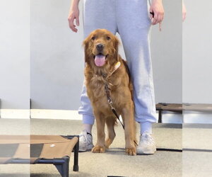 Golden Retriever Dogs for adoption in Cuyahoga Falls , OH, USA