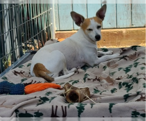 Chihuahua-Unknown Mix Dogs for adoption in Santa Rosa, CA, USA