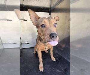 American Staffordshire Terrier-Unknown Mix Dogs for adoption in San Antonio, TX, USA