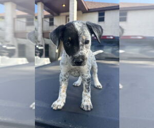 Mutt Dogs for adoption in Brewster, NY, USA