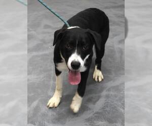 Mutt Dogs for adoption in Thief River Falls, MN, USA