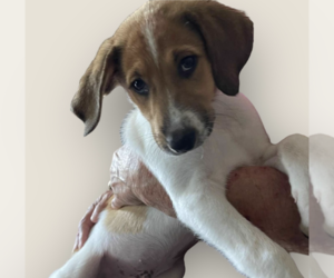 Collie-Unknown Mix Dogs for adoption in Rockville, MD, USA