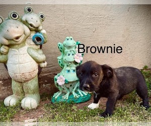 Mutt Dogs for adoption in NEWPORT NH, NH, USA