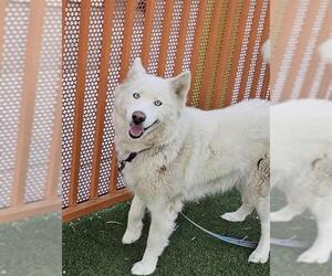 Siberian Husky-Unknown Mix Dogs for adoption in Las Vegas, NV, USA
