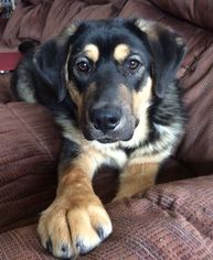 Medium Photo #1 Shepradors Puppy For Sale in Dodson, MT, USA
