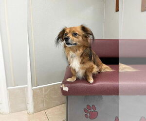 Chiweenie Dogs for adoption in Osgood, IN, USA