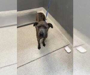 Catahoula Leopard Dog-Unknown Mix Dogs for adoption in Tallahassee, FL, USA