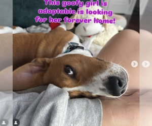 Mutt Dogs for adoption in Bellevue, WA, USA