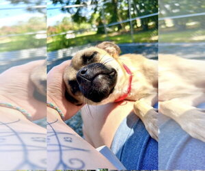 Chug Dogs for adoption in Albemarle, NC, USA