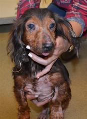 Chiweenie Dogs for adoption in Rockwall, TX, USA