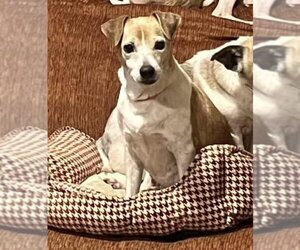 Rat Terrier Dogs for adoption in Winter, WI, USA