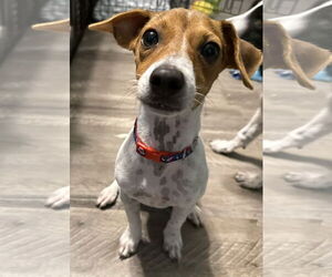 Chihuahua-Unknown Mix Dogs for adoption in Cranston, RI, USA