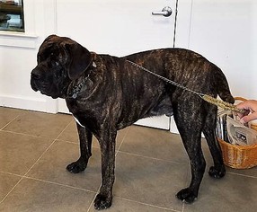 Mastiff Dogs for adoption in Middletown, MD, USA
