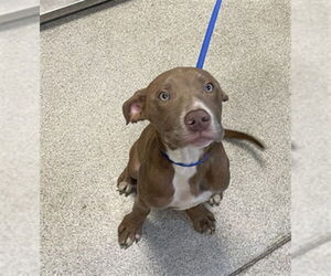 Medium Photo #1 American Staffordshire Terrier-Labrador Retriever Mix Puppy For Sale in Tallahassee, FL, USA