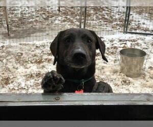 Labrador Retriever Dogs for adoption in Foristell, MO, USA