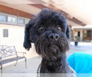 Poodle (Toy) Dogs for adoption in Ojai, CA, USA