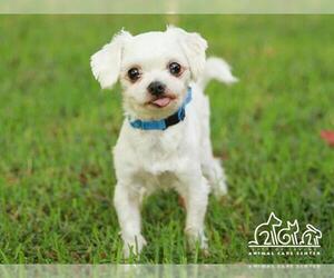 Maltese Dogs for adoption in Irvine, CA, USA
