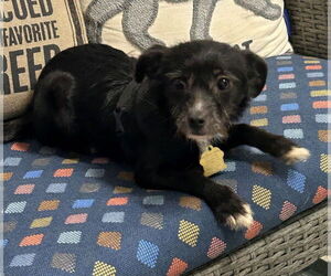 Chihuahua-Unknown Mix Dogs for adoption in Ellijay, GA, USA