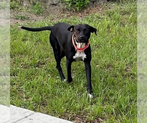Mutt Dogs for adoption in  Gainesville, FL, USA