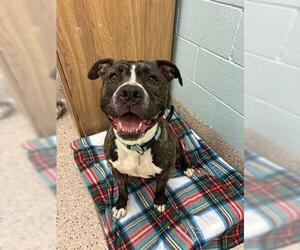 American Pit Bull Terrier-Unknown Mix Dogs for adoption in Brighton, CO, USA