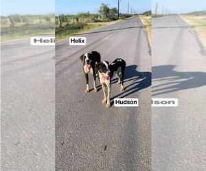 Boxer-Great Dane Mix Dogs for adoption in Bullard, TX, USA