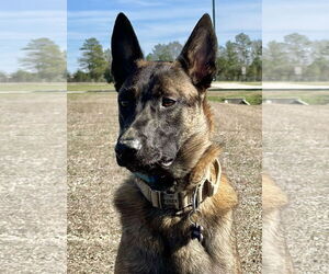 Mutt Dogs for adoption in Stevens Point, WI, USA