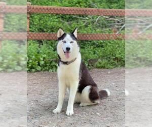 Siberian Husky Dogs for adoption in Arlington, WA, USA