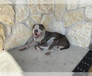 American Pit Bull Terrier Dogs for adoption in Houston, TX, USA