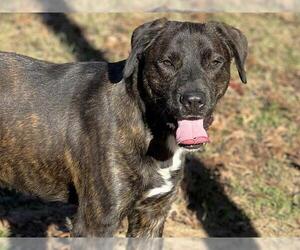 Labrador Retriever-Unknown Mix Dogs for adoption in Tallahassee, FL, USA