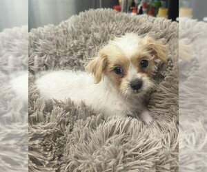 Poodle (Miniature)-Unknown Mix Dogs for adoption in Waterford, VA, USA