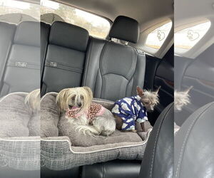 Mutt Dogs for adoption in Victorville, CA, USA