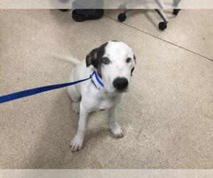 Pointer-Unknown Mix Dogs for adoption in Riverside, CA, USA