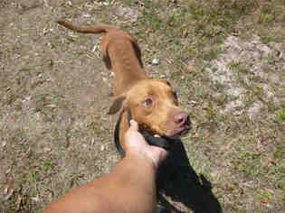 Unknown-Vizsla Mix Dogs for adoption in Naples, FL, USA